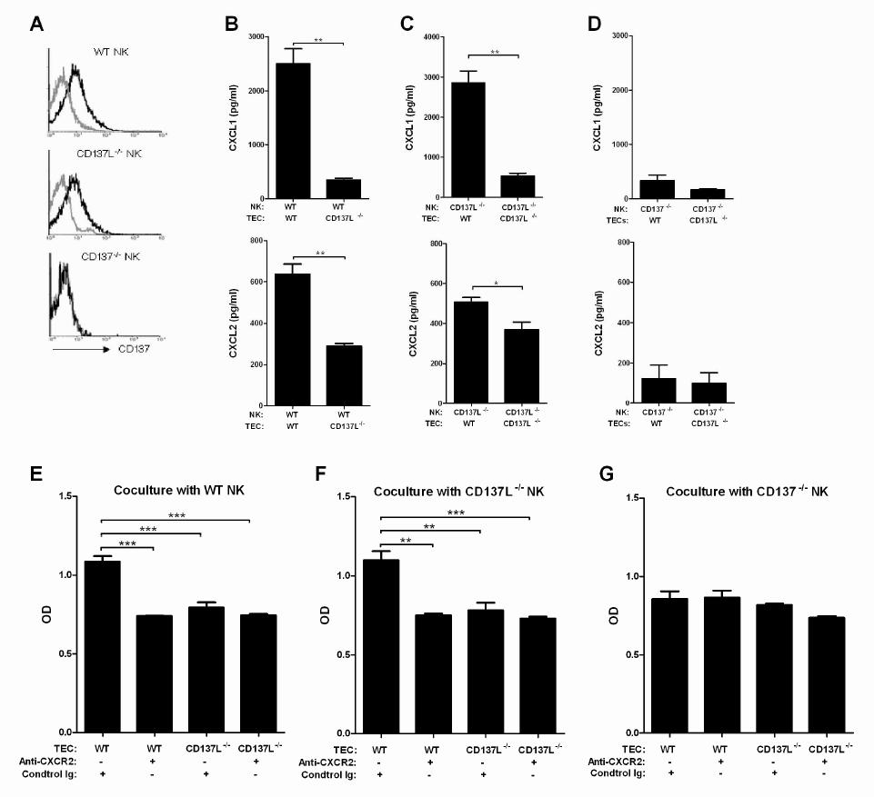 Stimulation of CD137L of TECs by CD137 on NK cells results in CXC chemokine production.