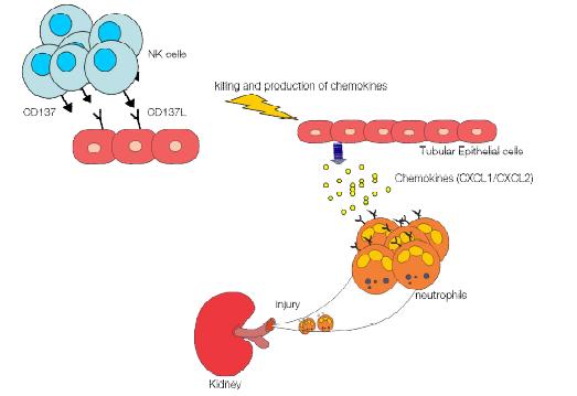 A schematic diagram for CD137L signal-mediated kidney IRI.