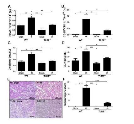 TLR2 KO mice have defects in recruiting NK cells during kidney IRI. WT and TLR2-/-mice were subjected to 35 min of ischemia, followed by 4 o r24 h of reperfusion.