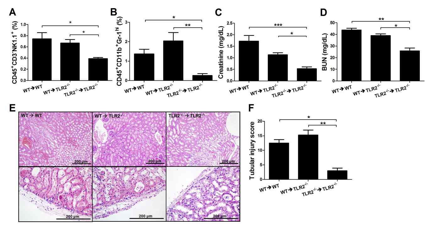 TLR2 signaling in TECs is required to recruit NK cells in kidney IRI. TECs (2 × 105) from WT or TLR2−/− mice were implanted under the kidney capsules of WT and TLR2−/− mice. Immediately thereafter, kidney IRI was induced.