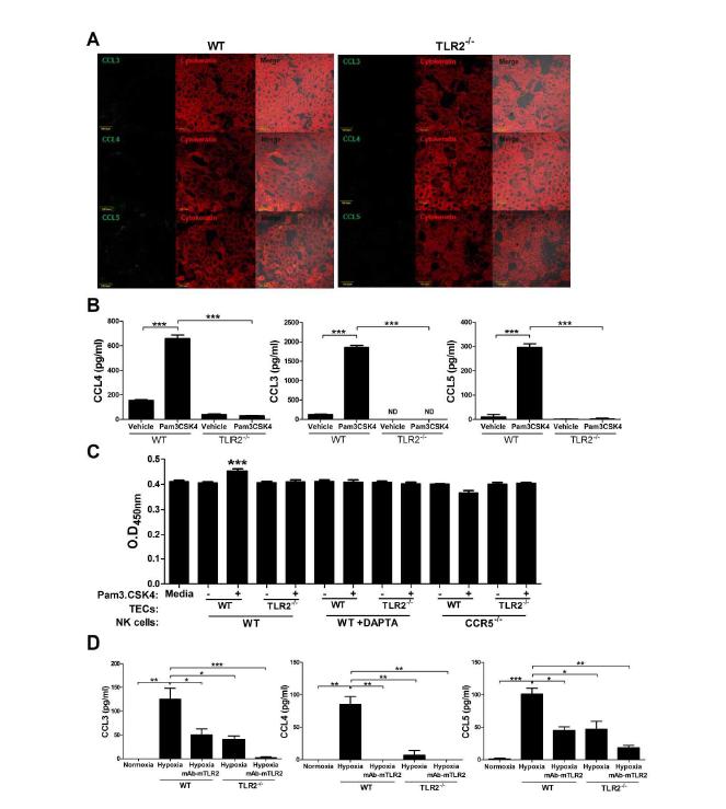 TLR2 signaling results in CCL3/4/5 production by TECs