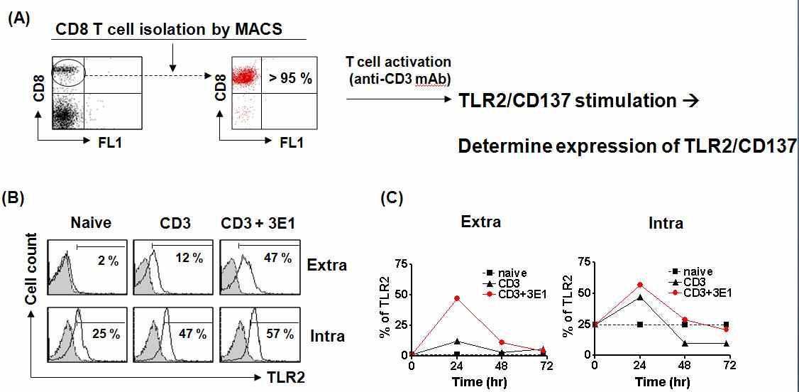 CD8 T-세포 순수 분리와 CD137 활성화에 의한 TLR2 발현 증가.
