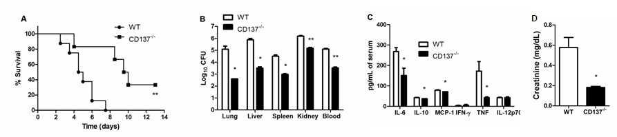 CD137 KO mice are resistant to CA infection