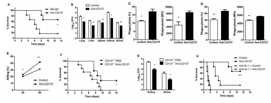Agonistic anti-CD137 mAb increases survival time by promoting fungal clearance by neutrophils.