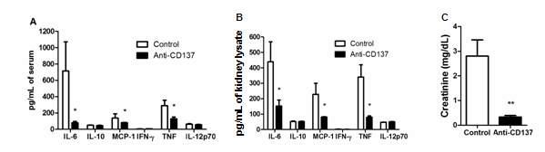 Agonistic anti-CD137 mAb decreases proinflammatory responses.