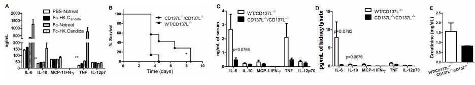 CD137L signaling in macrophages seems to be responsible for inflammatory responses against CA infection.