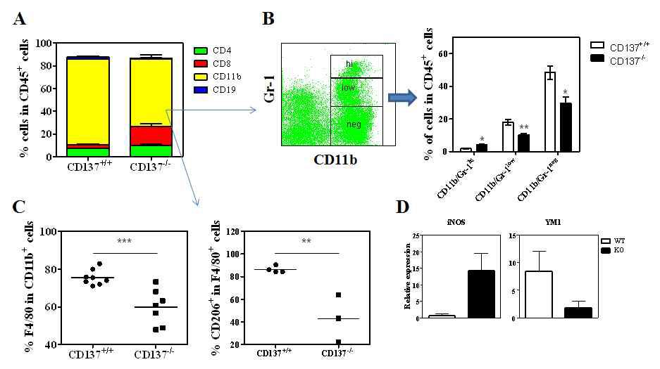 Increase in M2 monocytic cells in tumor of CD137 KO mice