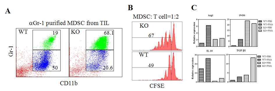 Characterization of CD137 KO MDSCs