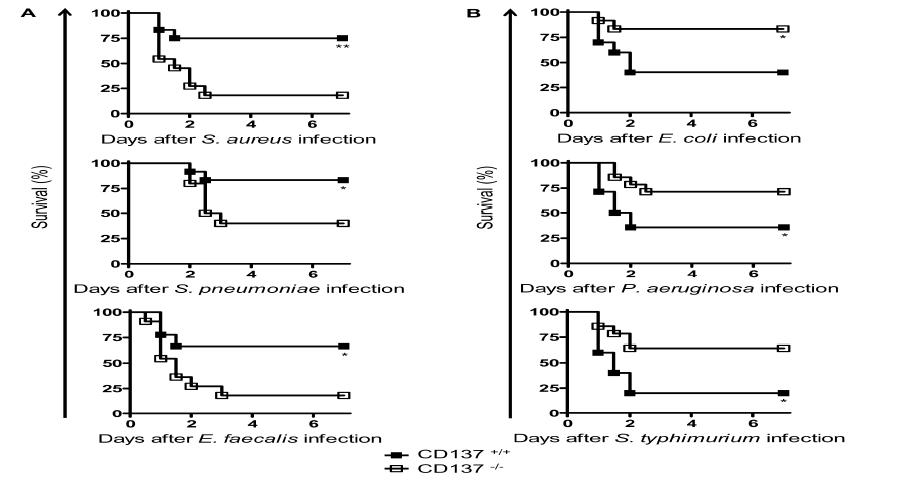 CD137-deficient mice are resistant to infection with G- bacteria but susceptible to infection with G+ bacteria. BALB/c CD137-/- and CD137+/+ littermates were inoculated ip with either (A) G+ (5x108 S. aureus, 5x103 S. pneumoniae, or 8x107 E. faecalis) or (B) G- (1x107 E. coli, 6x108 P. aeruginosa, 2x106 S. typhimurium) bacteria, and mouse survival was monitored for 7 days. Each group contained 10 to 15 mice, and the results of 2 to 3 different experiments were pooled. *P<0.05, **P<0.01 for comparison with CD137+/+ mice, as determined by a log rank test.