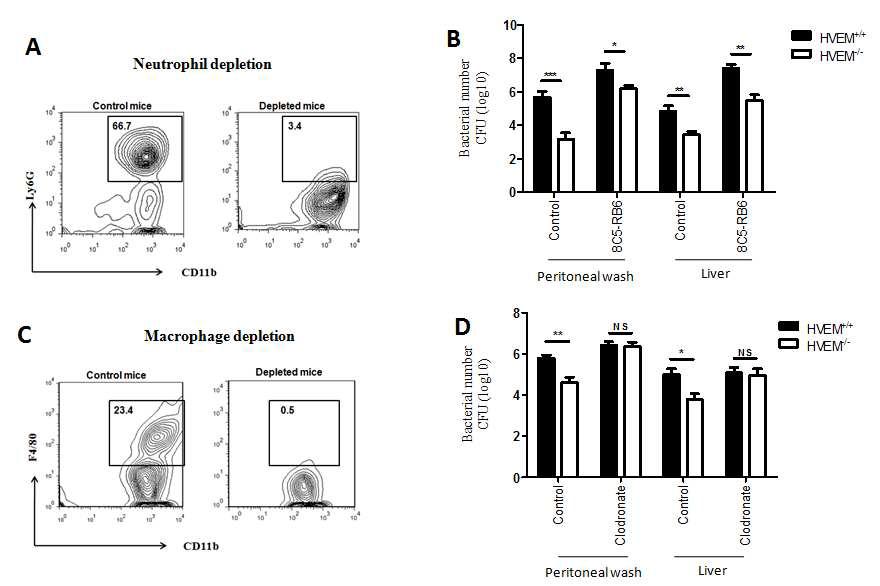 HVEM KO mice or WT mice were injected with anti-Gr1 antibody (A, B) or clodronate (C,D) to deplete neutrophils or macrophages, respectively. After 24 h, mice were subjected to CLP and peritoneal cells were anlayzed by FACS and the number of viable bacteria in peritoneal fluid were determined.