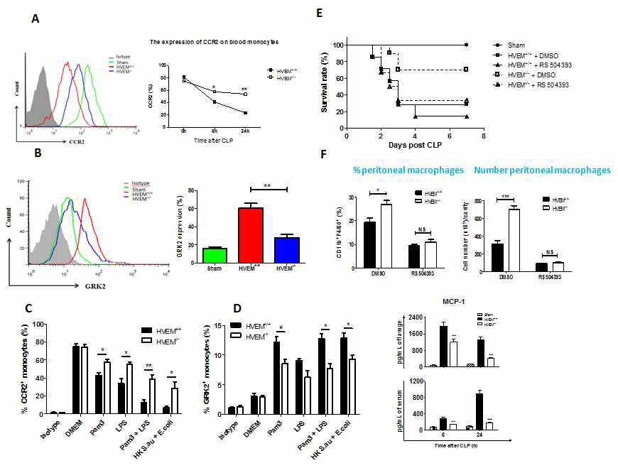 HVEM-/- or WT mice were subjected to CLP and the percentages of CCR2 (A) and GRK2 (B) expressing blood monocytes were determined by FACS. Bone marrow-derived macrophages were cultured with agents described for 24 h and % of CCRE (C) and GRK2 (D) expressing monocytes were determined. Mice were pretreated with RS504393 and subjected to CLP and survivals (E), % and number of peritoneal macrophages (F) were determined.