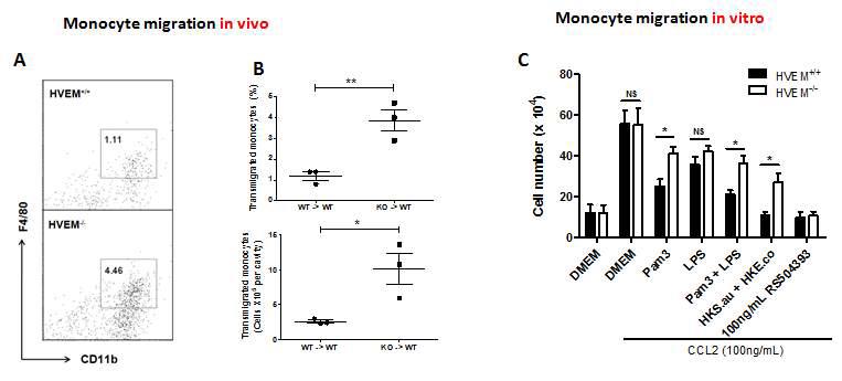 Bone-marrow-derived macrophages were prepared from HVEM-/- or WT mice and were adoptively transferred to recipient WT mice which were depleted of macrophages by clodronate treatments. After 24 h, peritoneal macrophages were analzed by FACS (A, B). C, BM macrophages from HVEM-/- or WT mice were stimulated with indicated reagents for 2 h and seeded in upper chamber and were allowed to migrated to the lower chamber containing CCL2. After 1 h, the number of migrated cells in each wells were determined.