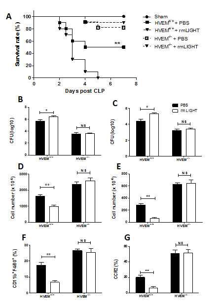 HVEM-/- or WT mice were injected with 10 ug of rmLIGHT or PBS and were subjected to CLP.