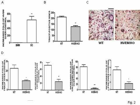 (A) 파골세포로 분화시 HVEM의 발현 (B) HVEM-KO쥐의 BMM을 이용하여 HVEM/HVEM ligand가 없을때 파골세포분화가 감소. (C) B의 대표사진 (D) HVEM부재에 의한 파골세포분화시 TRAP,calcitonin receptor, cathepsin K, c-Fos의 발현이 현저히 저해.