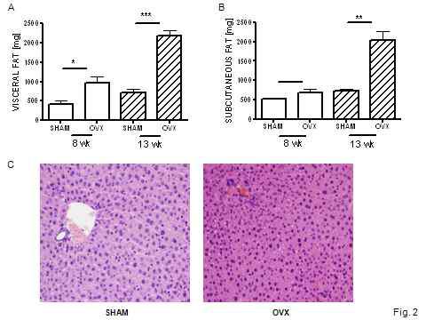 OVX 8주후 fat mass의 증가 (A, B)와 fatty liver (C)