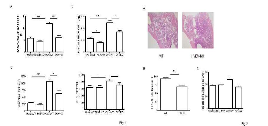 OVX-induced fat mass의 증가로 인한 대사질환이 HVEM 부재시 약화