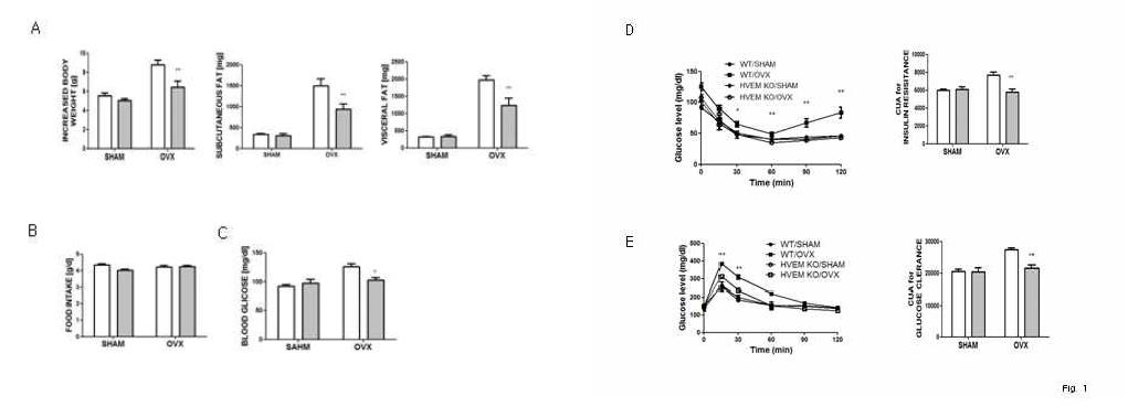HVEM부재는 fat mass를 감소시키고 난소절제에 의한 대사질환을 개선함. WT 쥐(open bar), HVEM-KO쥐(oblique-lined bar)를 OVX, sham surgery후 12 weeks가 지난후 body weight change (weight gain from before surgery to 12 weeks after surgery), subcutaneous and visceral fat (A)를 12 weeks에 측정. 평균 daily food intake (B). Fasting glucose level (C), insulin sensitivity (D), glucose clearance (E)를 수술후 12 weeks에 측정함