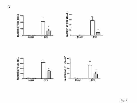 HVEM부재는 난소절제에 의한 면역세포침윤을 감소시킴. 내장지방에서 Stromal vascular cells을 추출하여 CD11bF4/80 (A), CD11cF4/80(B), CD4 (C), CD8 (D)에 대한 Ab로 labeling 후 flow cytometry분석.