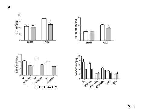 HVEM부재는 M-CSF자극에 의한 CD11c 발현을 감소시킴. sham, OVX수술 12주후 피에서 CD11c+, CD11c- monocytes을 측정. WT (open bar), HVEM-KO mice (oblique-lined bar). BMM을 M-CSF와 sHVEM, LIGHT로 자극후 CD11c 분석함. BMM 자극시 M-CSF와 U73122, Akt inhibitor IV, PD098059, DPI, NAC 처리.