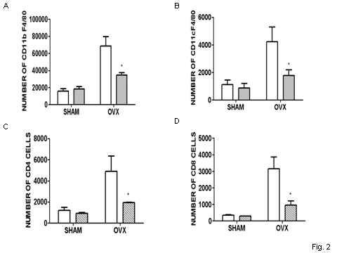 MCP-1부재는 난소절제에 의한 면역세포침윤을 감소시킴. 내장지방에서 Stromal vascular cells을 추출하여 CD11bF4/80 (A), CD11cF4/80(B), CD4 (C), CD8 (D)에 대한 Ab로 labeling 후 flow cytometry분석.