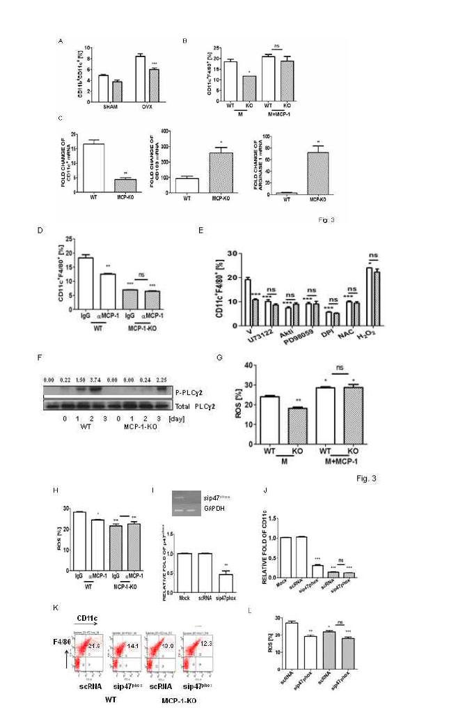 MCP-1부재는 M-CSF자극에 의한 ROS 생성과 PLCγ2, Akt, ERK 활성화를 약화시켜 CD11c 발현을 감소시킴. sham, OVX수술 12주후 피에서 CD11c+, CD11c- monocytes을 측정