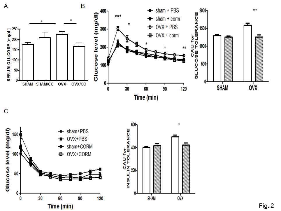 CO 투여 쥐에서는 난소절제에 의해 유발되는 대사질환완화. Fasting glucose level (A), glucose clearance (B), insulin sensitivity (C)를 수술후 12 weeks에 측정했을 때 CO투여는 완화시켜줌