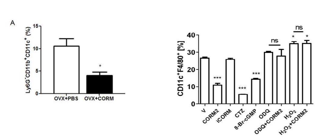 CO 투여는 M-CSF자극에 의한 CD11c 발현을 감소시킴. sham, OVX수술 12주후 피에서 Ly6G+CD11c+CD11c+ population을 측정. vehicle (open bar), CO투여 mice (black bar). BMM을 M-CSF로 자극후 CD11c 분석함. BMM 자극시 M-CSF와 CORM, iCORM, 8-Br-cGMP, ODQ, H2O2 처리의 CD11c level..