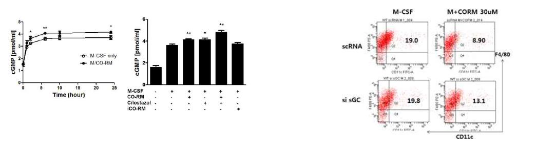 CO에 의해 cGMP level 측정시 CORM2 처리 2 h부터 현저히 증가하여 6 h에 최대증가하고 증가는 24 h까지 유지됨. CORM2에 의한 cGMP 증가에 비해 iCORM2는 영향이 없었고 CTZ 혼자도 cGMP를 증가시키며 CO와 함께 투여시 더 많은 증가를 보임. control siRMA transfection시의 CO에 의한 CD11c 저하가 sGC의 down-regulation시에 현저히 감소했음.