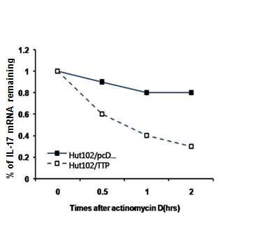 TTP 발현에 의한 IL-17 mRNA의 stability 변화 분석