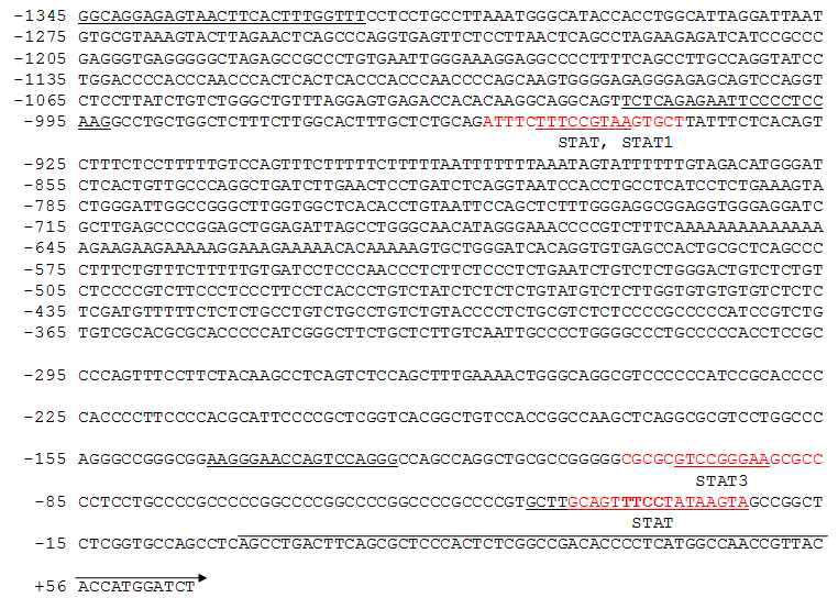 TTP promoter에 존재하는 STAT binding site