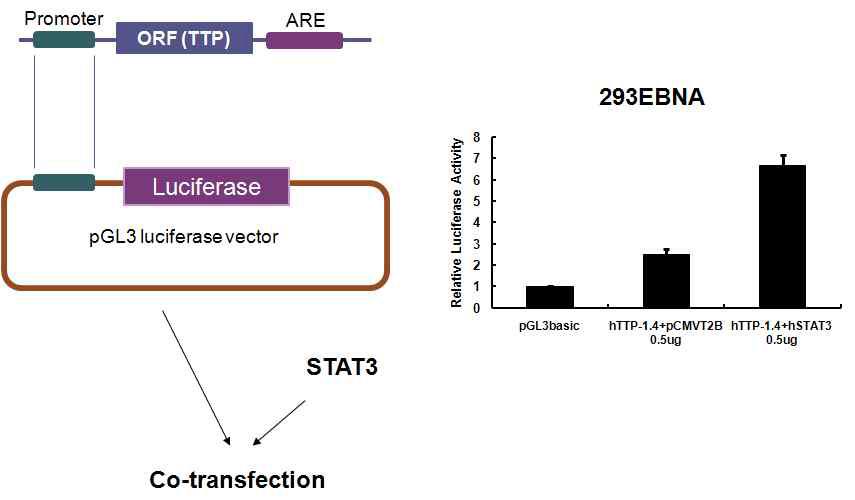 STAT3에 의한 TTP promoter 활성 유도