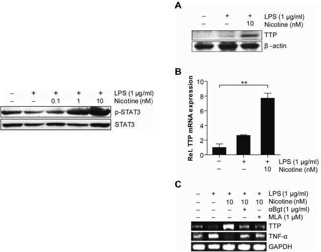 THP-1 cell 및 사람의 macrophage에 nicotine을 처리시 TNF-α 발현 감소 및 TTP 발현 증가 확인