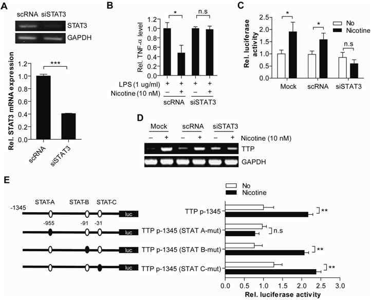 siRNA를 사용한 STAT3 발현 감소가 nicotine의 TTP 발현 유도 특성을 완화시킴