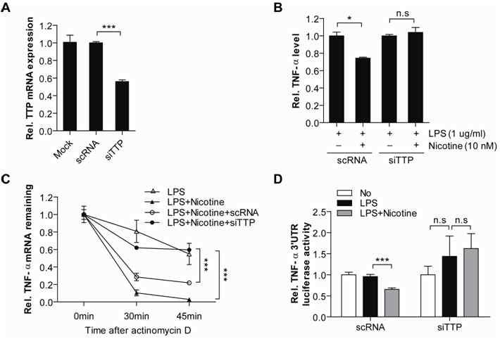 TTP siRNA처리시 nicotine에 의한 TNF-α 발현 억제 현상이 사라짐