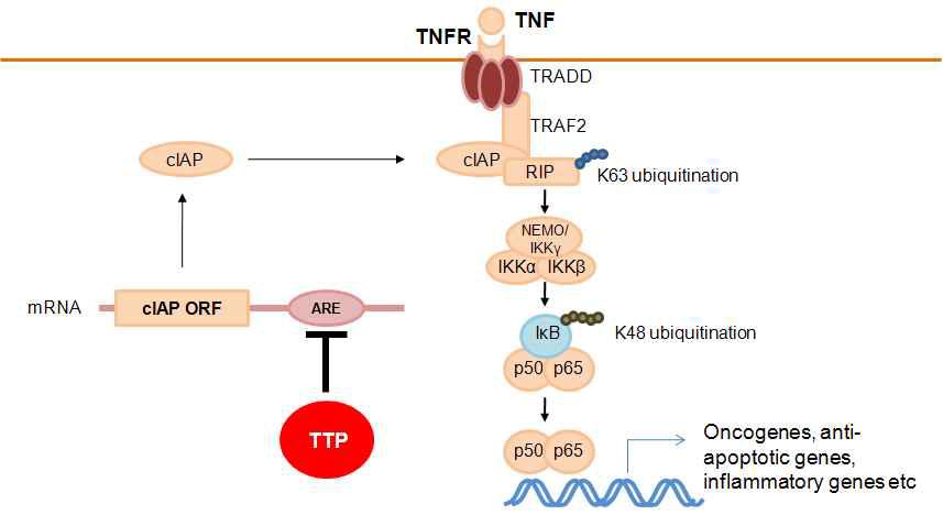 cIAP에 의한 NF-kB pathway 조절 기작 모식도