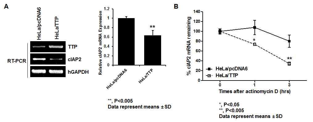 TTP 단백질이 cIAP2 mRNA 발현을 억제함