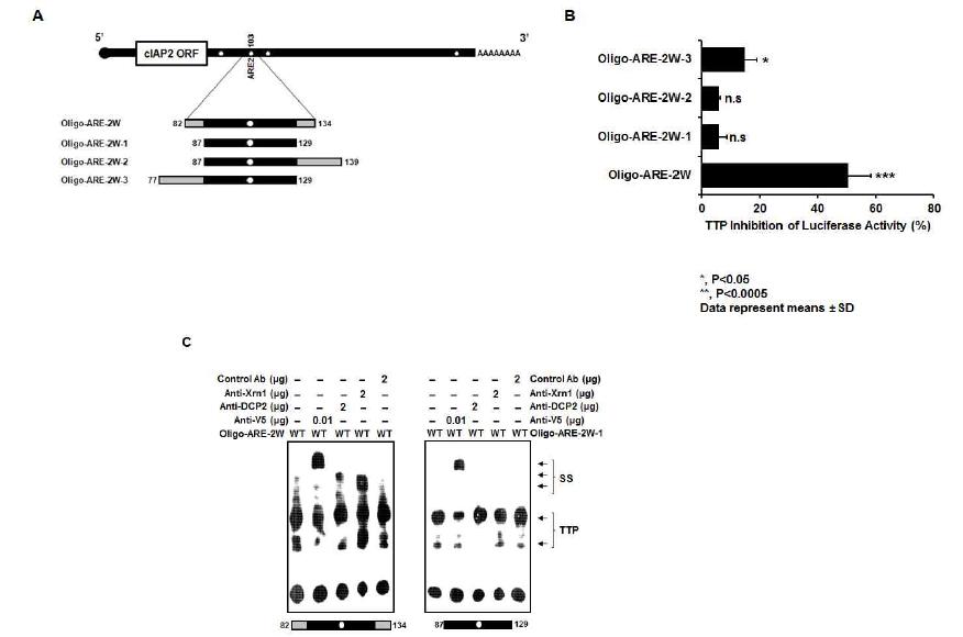 TTP 단백질이 Oligo-ARE-2W만 효과적으로 억제함