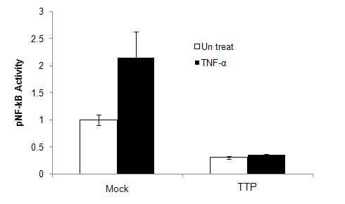 TTP에 의한 NF-kB 활성 억제.