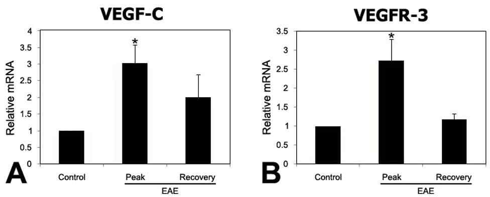 Quantitative real-time reverse transcriptase–polymerase chain reaction for VEGF-C