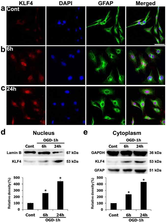 Temporal changes in KLF4 immunoreactivity in rat primary cortical astrocytes under control and OGD conditions.