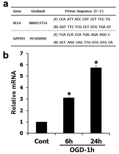 Quantitative real-time reverse transcriptase–polymerase chain reaction (qRT-PCR) for KLF4 mRNA in primary cultured cortical astrocytes after OGD.