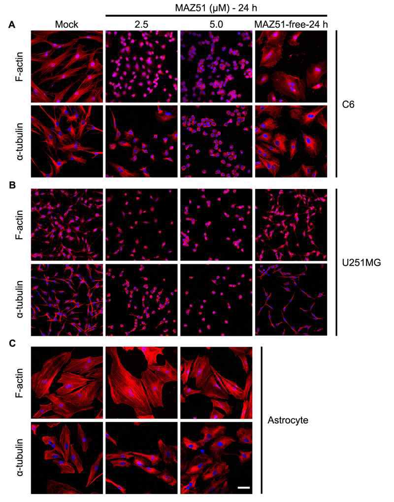 MAZ51 reversibly alters the cytoskeletal organization in glioma cells but not in primary astrocytes. Two glioma cell lines, rat C6