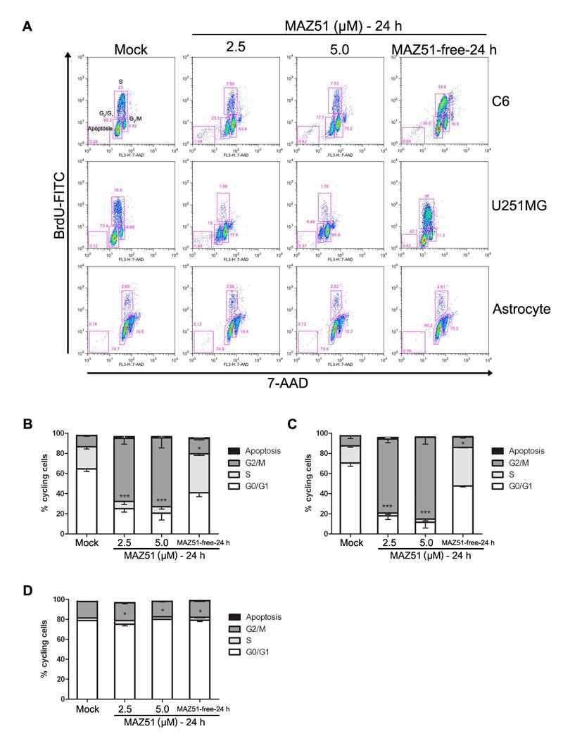 MAZ51 reversibly causes G2/M phase arrest in glioma cells but not in primary astrocytes.