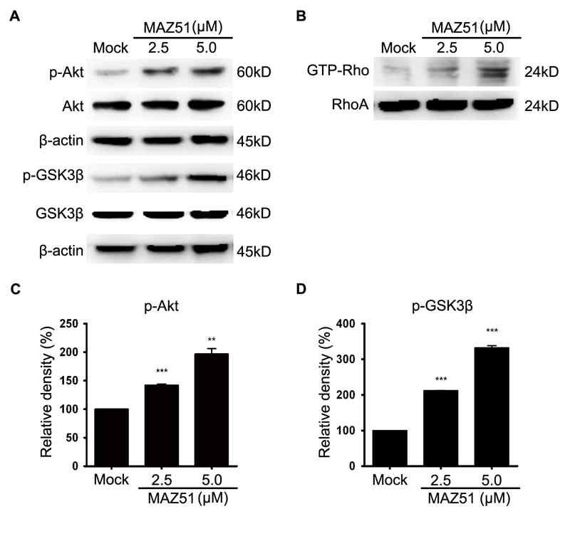 The effects of MAZ51 in C6 glioma cells are related to changes in the Akt/GSK3β and RhoA pathways.