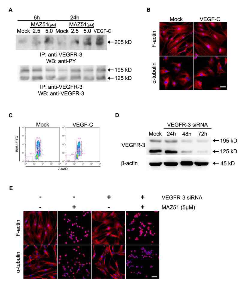 The effects of MAZ51 in C6 cells are independent of the inhibition of VEGFR-3 phosphorylation.