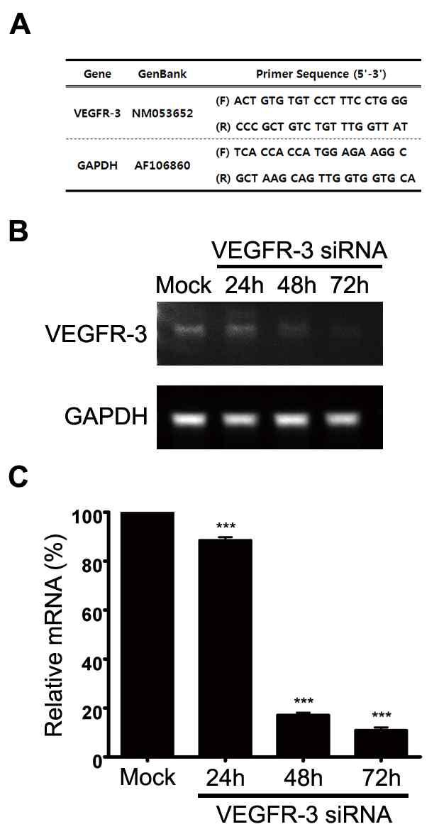 PCR amplification and quantitative real-time reverse transcriptase-polymerase chain reaction (qRT-PCR) for VEGFR-3 mRNA in C6 cells transiently transfected with VEGFR-3 siRNA or scrambled RNA for the indicated time periods.