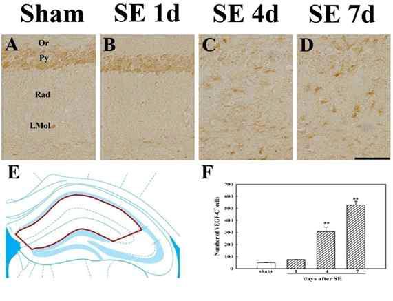 Temporal profiles of the expression of VEGF-C-positive cells analyzed by immunohistochemistry (Higher magnification of Fig. 3). Immunoreactivity to VEGF-C was markedly increased at 7 days after pilocarpine-induced SE in the subpyramidal zone of the hippocampus (A-D and F). Cell counting was carried out in the area indicated in E. Scale bar in (D) = 100 μm. Values are expressed as mean ± SE, ** p<0.01vs.sham.