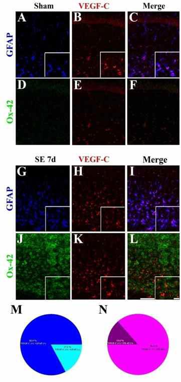 Identification of VEGF-C-positive cells in the hippocampus following pilocarpine administration. In sham-manipulated animals, most VEGF-C positive cells were pyramidal neourns and some were GFAP-colabeled cells in the subpyramidal zone (A-C). There was no OX-42-colabeled cells (D-F). Compared with sham-controls, VEGF-C-positive cells were merged with GFAP (G-I) and Ox-42 (J-L) in subpyramidal zone of the hippocampus 7 days after SE. The ratio of VEGF-C/GFAP double-positive cells to VEGF-C-positive cells (M) and the ratio of VEGF-C/Ox-42 double-positive cells to VEGF-C-immunolabeled cells (N) were calculated in the hippocampus of 7 days after SE animals. Cell counting was carried out in the area indicated in Fig. 4E. Scale bar in (L) = 50 μm and small box = 10 μm