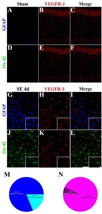 Identification of VEGFR-3-positive cells in the hippocampus following pilocarpine administration. In sham-manipulated animals, most VEGFR-3 positive cells were pyramidal neurons and not colabeled with GFAP (A-C) and Ox-42 (D-F). Compared with sham-controls, VEGFR-3-positive cells were merged with GFAP (G-I) and Ox-42 (J-L) in the subpyramidal zone of the hippocampus 4 days after SE. The ratio of VEGFR-3/GFAP double-positive cells to VEGFR-3-positive cells (M) and the ratio of VEGFR-3/Ox-42 double-positive cells to VEGFR-3-immunolabeled cells (N) were calculated in the hippocampus of 4 days after SE animals. Cell counting was carried out in the area indicated in Fig. 4E. Scale bar in (L) = 50 μm and small box =10 μm