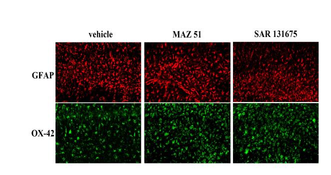 Influence of MAZ51 and SAR131675 on the expression of astrocytes (GFAP) and microglia (OX-42) in the hippocampus following pilocarpine administration. Immunoreactivies to GFAP and OX-42 are increased at 4 days after SE in the stratum radiatum. Both MAZ51 and SAR131675 did not alter the glial responses in hippocampus after SE